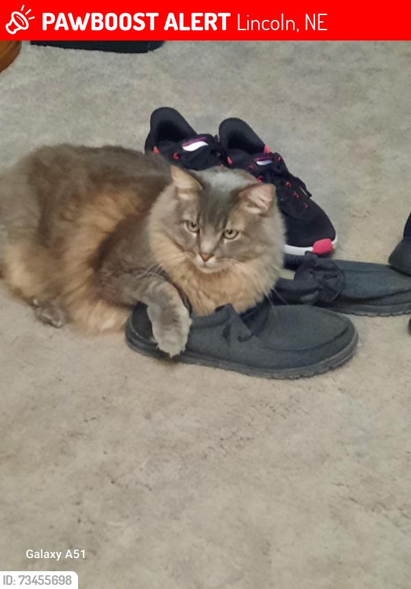 Lost Male Cat last seen Near South 12th Street, Lincoln, NE 68502, Lincoln, NE 68502