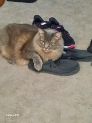 Lost Male Cat last seen Near South 12th Street, Lincoln, NE 68502, Lincoln, NE 68502