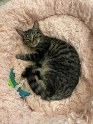 Lost Female Cat last seen Timber Gate Lane, High Point, NC, High Point, NC 27265