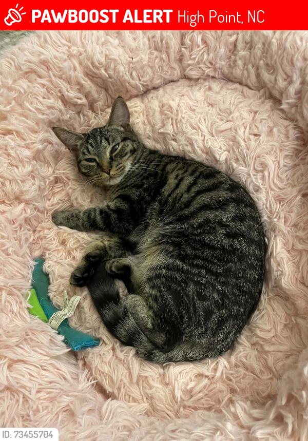 Lost Female Cat last seen Timber Gate Lane, High Point, NC, High Point, NC 27265
