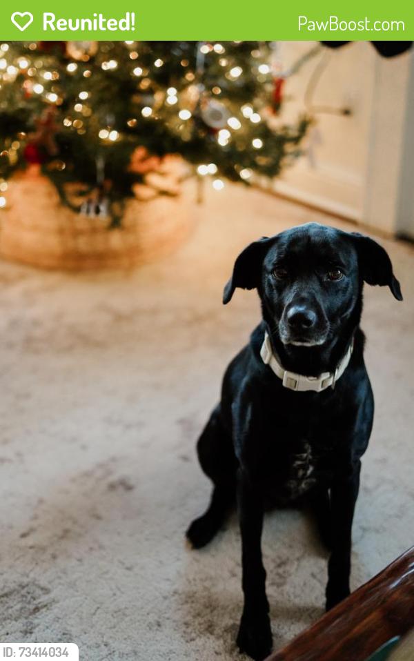 Reunited Female Dog last seen Old Babb Road, Rocky Face, GA 30740