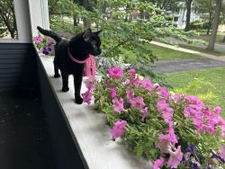 Reunited Female Cat last seen Near Keystone Avenue, River Forest, IL 60305, River Forest, IL 60305