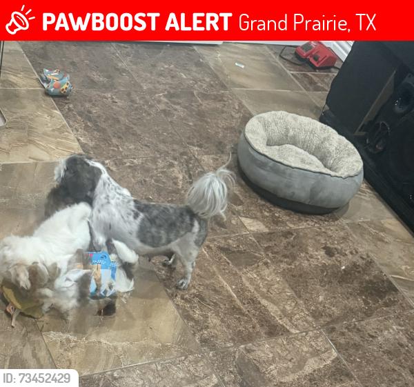 Lost Female Dog last seen Near nw Dallas st, Grand Prairie, TX 75050