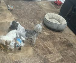 Lost Female Dog last seen Near nw Dallas st, Grand Prairie, TX 75050