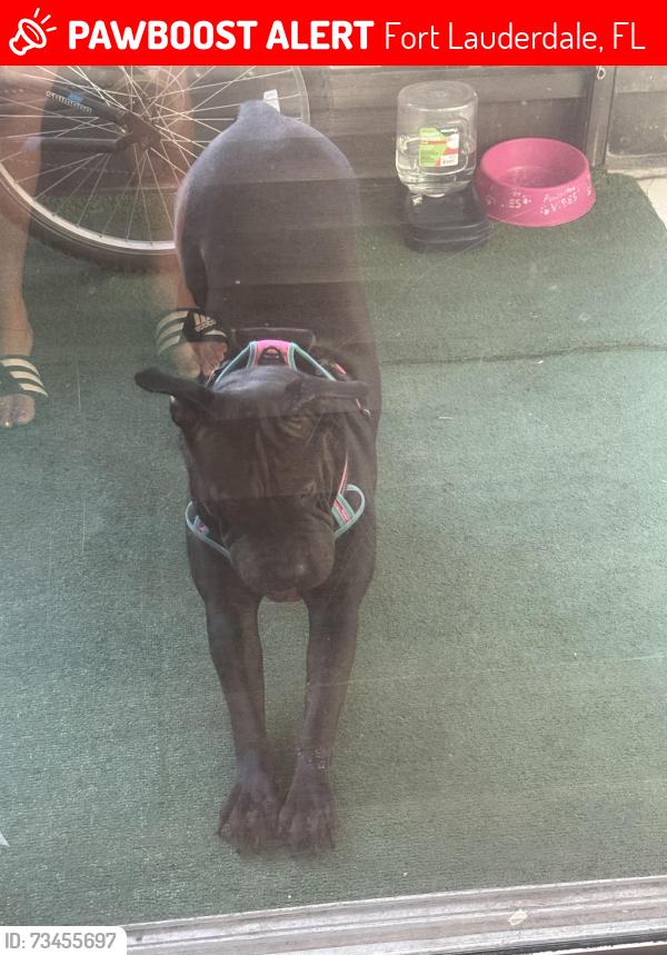 Lost Female Dog last seen Near NW 1st CT lauderhill 33311, Fort Lauderdale, FL 33311