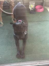 Lost Female Dog last seen Near NW 1st CT lauderhill 33311, Fort Lauderdale, FL 33311