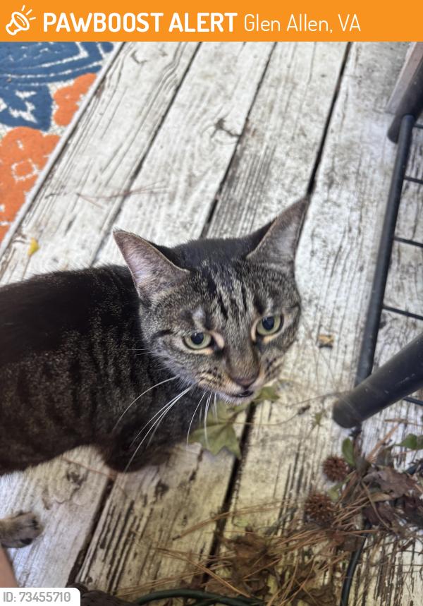 Found/Stray Female Cat last seen Va center pkwy, Glen Allen, VA 23060