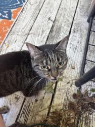 Found/Stray Female Cat last seen Va center pkwy, Glen Allen, VA 23060