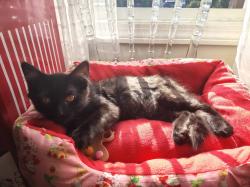 Lost Male Cat last seen West 6th Street, Lowell Jewelry, Country Farm, Lowell, MA 01850