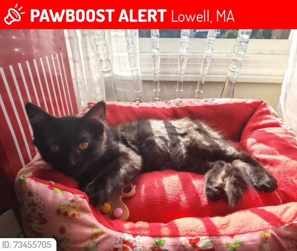 Lost Male Cat last seen West 6th Street, Lowell Jewelry, Country Farm, Lowell, MA 01850