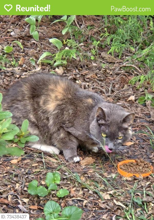 Reunited Unknown Cat last seen Minor at Tyler, Countryside, VA 20165