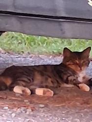 Found/Stray Unknown Cat last seen Near Bessemer city Park, Bessemer City, NC 28016