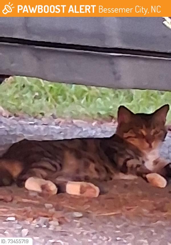 Found/Stray Unknown Cat last seen Near Bessemer city Park, Bessemer City, NC 28016