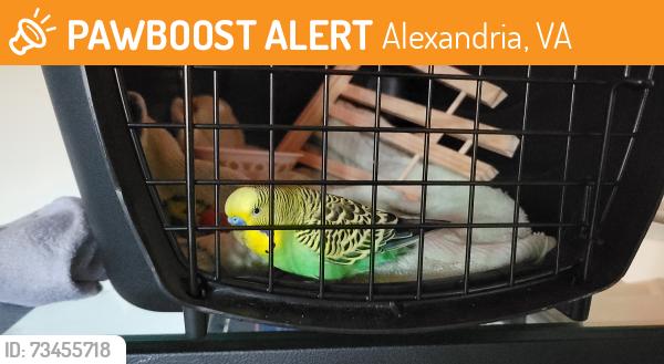 Found/Stray Unknown Bird last seen Beauregard and Seminary, Alexandria, VA 22311
