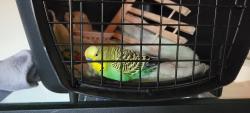 Found/Stray Unknown Bird last seen Beauregard and Seminary, Alexandria, VA 22311