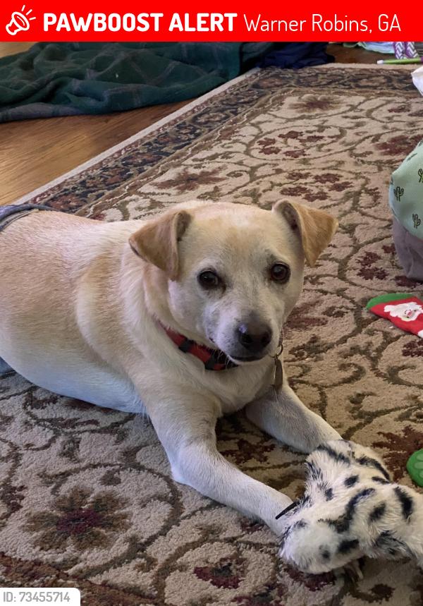 Lost Male Dog last seen Century Blvd and Shenandoah Trail, Warner Robins, GA 31088