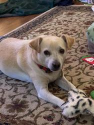 Lost Male Dog last seen Century Blvd and Shenandoah Trail, Warner Robins, GA 31088