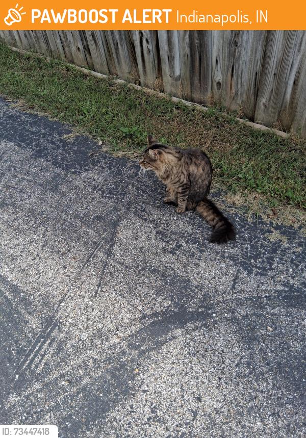 Found/Stray Unknown Cat last seen Norcroft and mann rd, Indianapolis, IN 46221