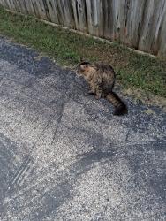 Found/Stray Unknown Cat last seen Norcroft and mann rd, Indianapolis, IN 46221