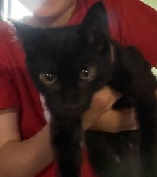 Lost Male Cat last seen Greenwood and Quandong Streets, Ashgrove, QLD 4060