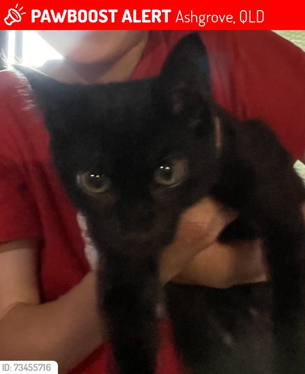 Lost Male Cat last seen Greenwood and Quandong Streets, Ashgrove, QLD 4060