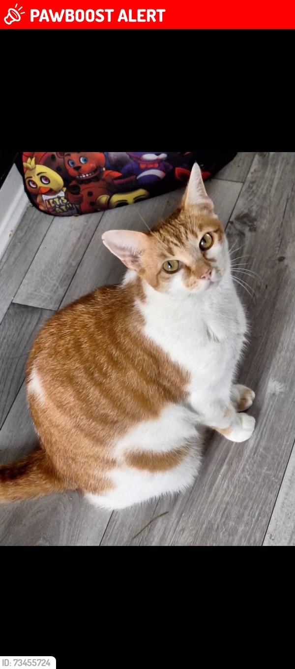 Lost Female Cat last seen Laurel hill gardens, Coleraine, Northern Ireland 