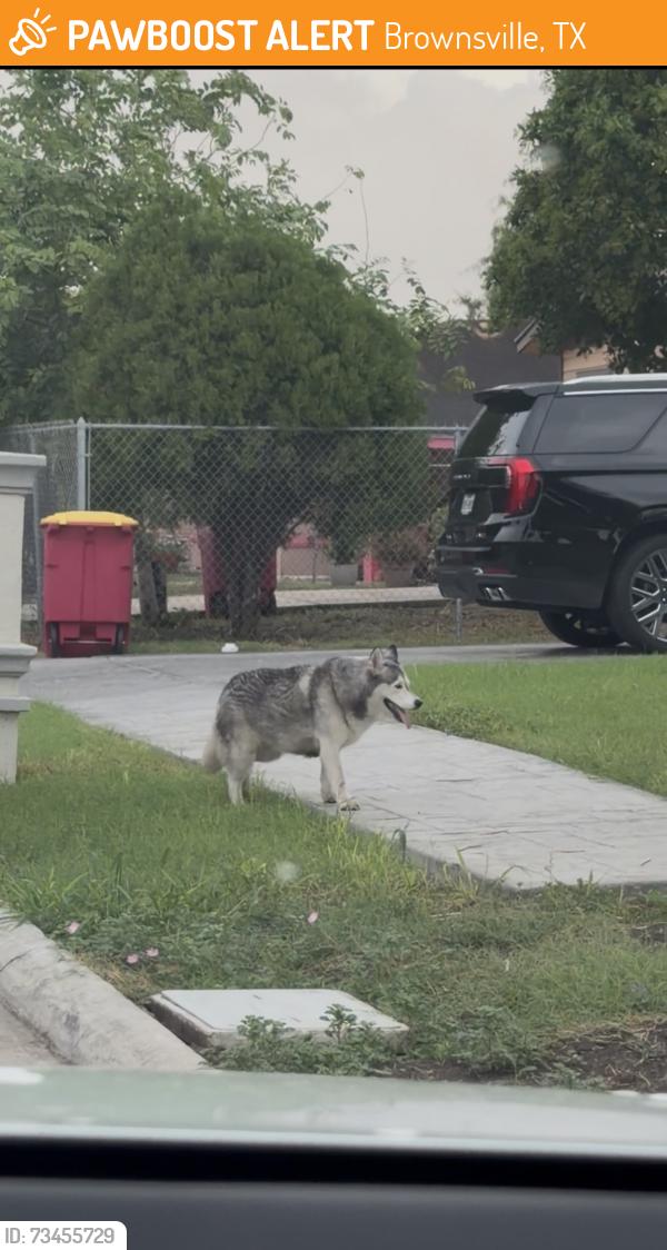 Found/Stray Unknown Dog last seen Timber dr and McKenzie rd, Brownsville, TX 78521
