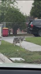 Found/Stray Unknown Dog last seen Timber dr and McKenzie rd, Brownsville, TX 78521