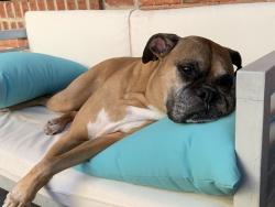 Lost Female Dog last seen Wellington and Hoyne, Chicago, IL 60618