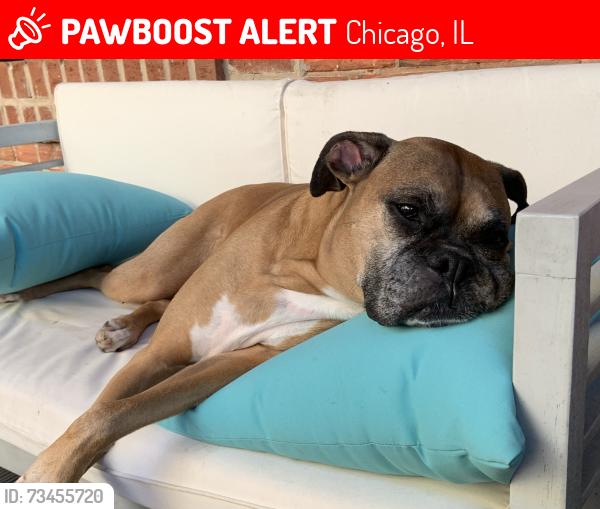 Lost Female Dog last seen Wellington and Hoyne, Chicago, IL 60618