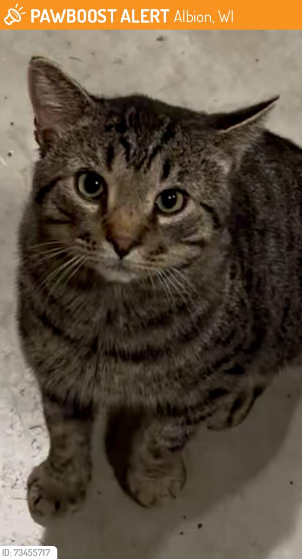 Found/Stray Male Cat last seen Coachman’s golf resort, Albion, WI 53534