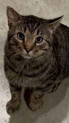 Found/Stray Male Cat last seen Coachman’s golf resort, Albion, WI 53534