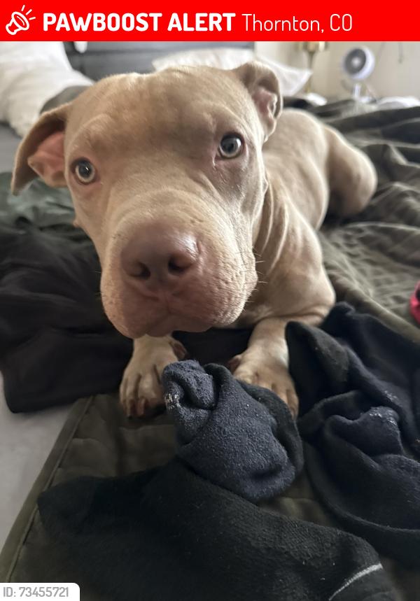 Lost Female Dog last seen Eppinger and Corona, Thornton, CO 80229