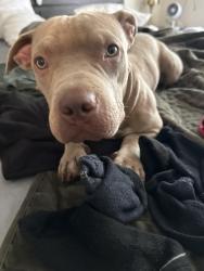 Lost Female Dog last seen Eppinger and Corona, Thornton, CO 80229