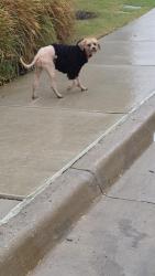 Found/Stray Male Dog last seen PGBT, Grand Prairie, TX 75051