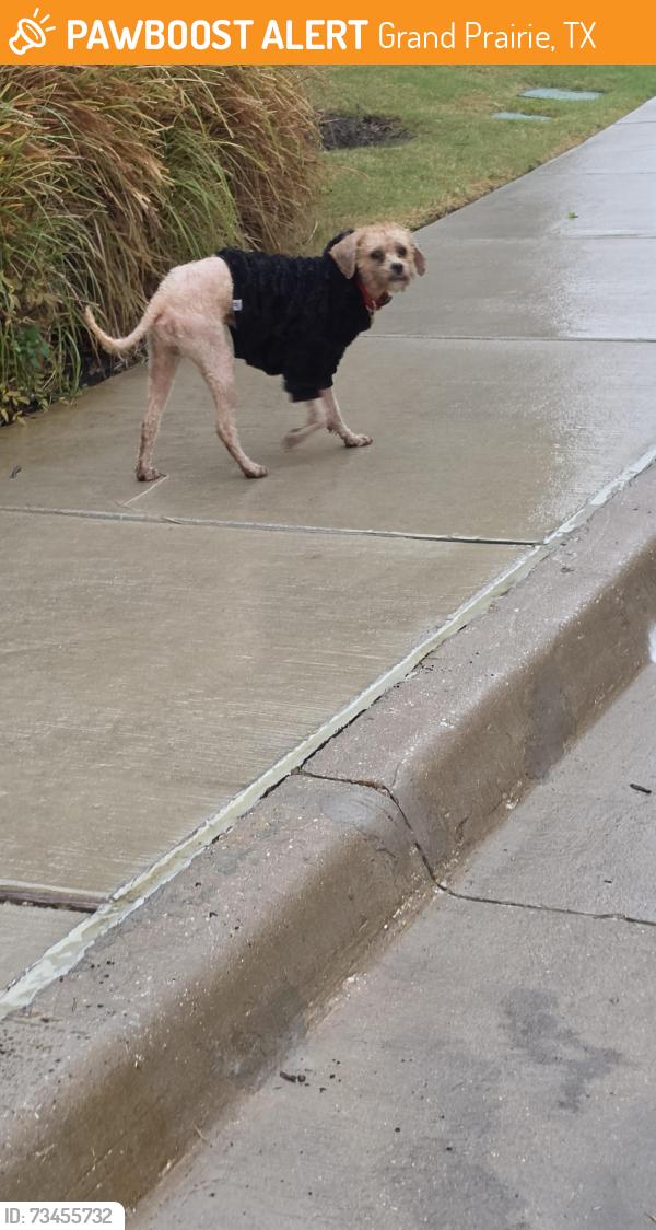 Found/Stray Male Dog last seen PGBT, Grand Prairie, TX 75051
