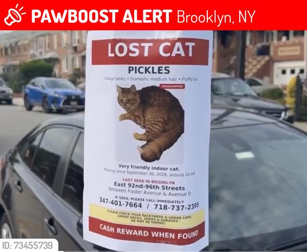 Lost Male Cat last seen Foster Ave & Ave D, Brooklyn, NY 11203