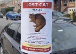 Lost Male Cat last seen Foster Ave & Ave D, Brooklyn, NY 11203