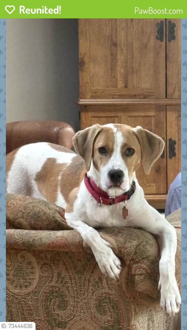 Reunited Female Dog last seen King of Prussia, PA, USA, King of Prussia, PA 19406