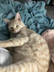 Lost Male Cat last seen Power lines/ end courtland/Beckwith, Deltona, FL 32738