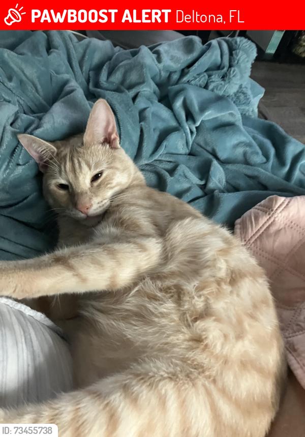 Lost Male Cat last seen Power lines/ end courtland/Beckwith, Deltona, FL 32738