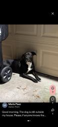 Found/Stray Female Dog last seen Spinnaker drive, Orlando, FL 32835
