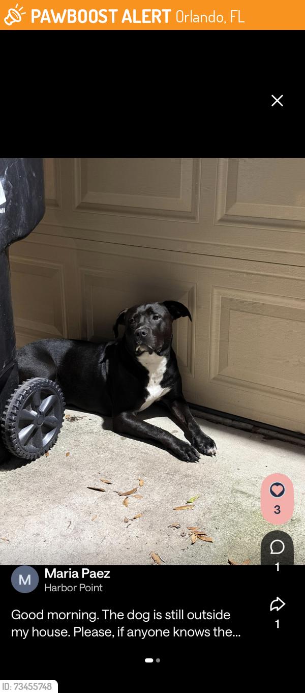 Found/Stray Female Dog last seen Spinnaker drive, Orlando, FL 32835