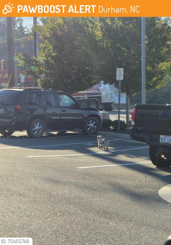 Found/Stray Unknown Dog last seen McDonald's parking lot, Durham, NC 27704