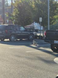 Found/Stray Unknown Dog last seen McDonald's parking lot, Durham, NC 27704