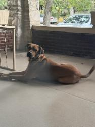 Found/Stray Male Dog last seen Cafe Eclectic, Memphis, TN 38107