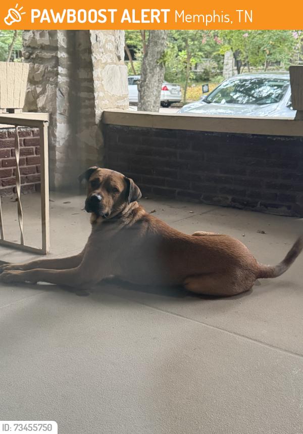 Found/Stray Male Dog last seen Cafe Eclectic, Memphis, TN 38107