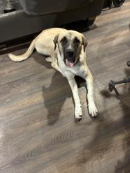 Found/Stray Female Dog last seen Near by new dollar tree, Princeton, TX 75407
