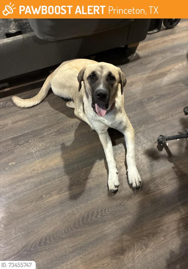 Found/Stray Female Dog last seen Near by new dollar tree, Princeton, TX 75407