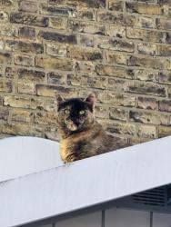 Reunited Female Cat last seen Burges Road, E6 2BJ, Greater London, England E6 2BJ